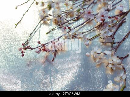Zweige blühender Sakura auf goldenem, glitzerndem, verschwommenem Hintergrund. Zarte Frühlingsblumen, Ort für Text. Stockfoto