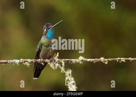 Talamanca (bewundernswerter) Hummingbird - Eugenes spectabilis ist ein großer Kolibris, der in Costa Rica und Panama lebt. Schöne grüne und blaue Farbe, Sittin Stockfoto