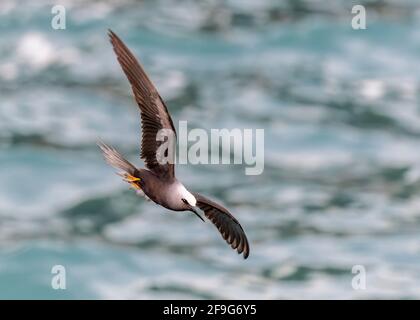 Brown Noddy (Anous stolidus), Hana, Maui, Hawaii, Insel Stockfoto