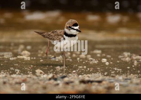 Charadrius collaris - Halsbandpfeifer der kleine Küstenvögel aus der Familie der Raubvögel, Charadriidae, lebt entlang der Küsten und Flussufer der tropischen Tempera Stockfoto