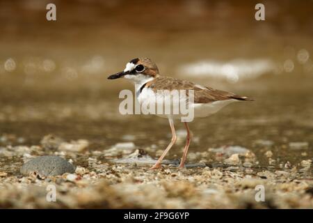 Charadrius collaris - Halsbandpfeifer der kleine Küstenvögel aus der Familie der Raubvögel, Charadriidae, lebt entlang der Küsten und Flussufer der tropischen Tempera Stockfoto