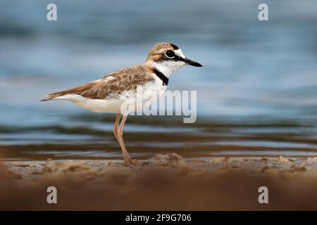 Charadrius collaris - Halsbandpfeifer der kleine Küstenvögel aus der Familie der Raubvögel, Charadriidae, lebt entlang der Küsten und Flussufer der tropischen Tempera Stockfoto