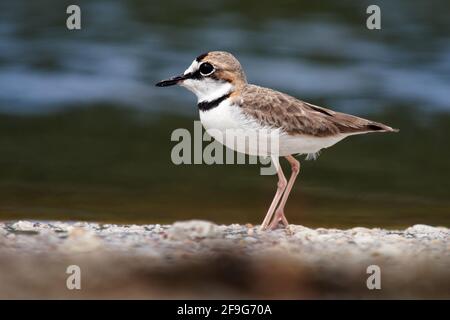 Charadrius collaris - Halsbandpfeifer der kleine Küstenvögel aus der Familie der Raubvögel, Charadriidae, lebt entlang der Küsten und Flussufer der tropischen Tempera Stockfoto