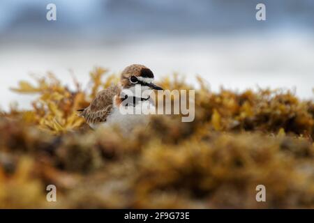 Charadrius collaris - Halsbandpfeifer der kleine Küstenvögel aus der Familie der Raubvögel, Charadriidae, lebt entlang der Küsten und Flussufer der tropischen Tempera Stockfoto