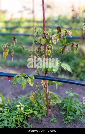 Ausgetrocknete Tomaten, schlechte Tomaten. Im Gewächshaus angebaute Tomaten werden wegen Krankheit oder Störung getrocknet. Agrarkonzept. Getönte Stockfoto