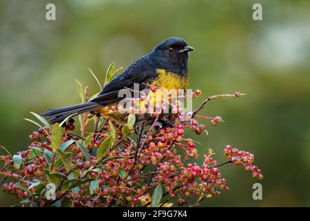 Schwarz-gelber Phainoptila oder Schwarz-gelber Seidenschweinfänger - Phainoptila melanoxantha ist ein schwarz-gelber Vogel aus der Familie der Ptiliogonatidae, f Stockfoto