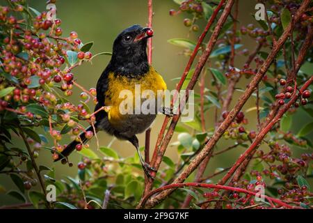 Schwarz-gelber Phainoptila oder Schwarz-gelber Seidenschweinfänger - Phainoptila melanoxantha ist ein schwarz-gelber Vogel aus der Familie der Ptiliogonatidae, f Stockfoto