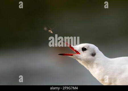 Schwarzkopfmöwe fängt Fliegen Stockfoto