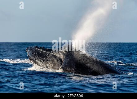 Buckelwal Megapera novaeangilae), Maui, Hawaii, USA Stockfoto