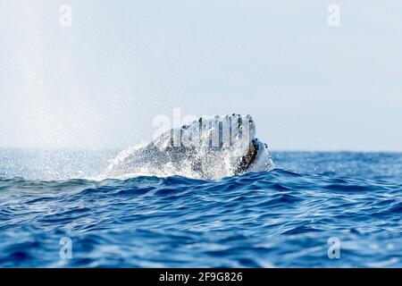 Buckelwal Megapera novaeangilae), Maui, Hawaii, USA Stockfoto