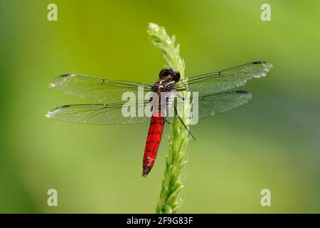 Hercules Skimmer - Libellula herculea Libelle sitzt auf der Pflanze mit dem grünen Background in Costa Rica, Mittelamerika. Stockfoto