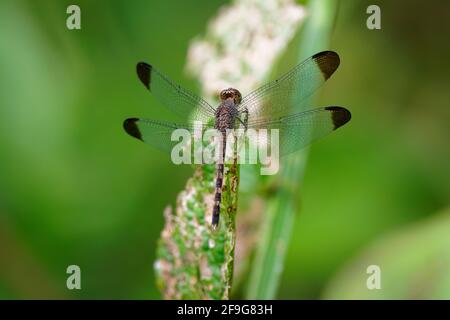 Gewöhnlicher Holzskimmer - Uracis imbuta, auch bekannt als tropischer Holzskimmer, Libelle sitzt auf der Pflanze mit dem grünen Background in Costa Rica, Centr Stockfoto