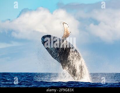 Buckelwal Megapera novaeangilae), Maui, Hawaii, USA Stockfoto