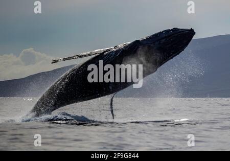 Buckelwal Megapera novaeangilae), Maui, Hawaii, USA Stockfoto