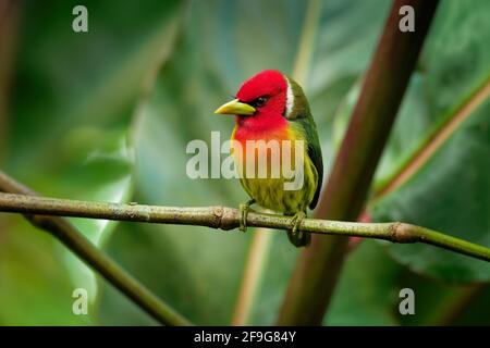 Rotkopfbarbet - Eubucco Bourcierii farbenfroher Vogel aus der Familie Capitonidae, der in feuchten Hochlandwäldern in Costa Rica und Panama, Anden im Westen, gefunden wird Stockfoto