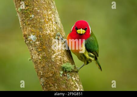 Rotkopfbarbet - Eubucco Bourcierii farbenfroher Vogel aus der Familie Capitonidae, der in feuchten Hochlandwäldern in Costa Rica und Panama, Anden im Westen, gefunden wird Stockfoto