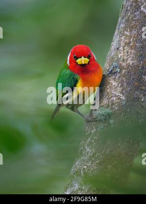 Rotkopfbarbet - Eubucco Bourcierii farbenfroher Vogel aus der Familie Capitonidae, der in feuchten Hochlandwäldern in Costa Rica und Panama, Anden im Westen, gefunden wird Stockfoto