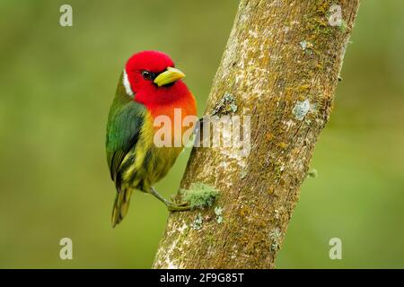 Rotkopfbarbet - Eubucco Bourcierii farbenfroher Vogel aus der Familie Capitonidae, der in feuchten Hochlandwäldern in Costa Rica und Panama, Anden im Westen, gefunden wird Stockfoto