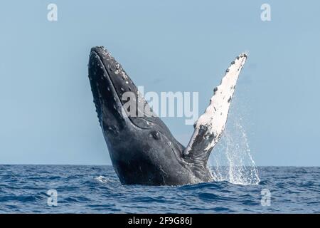 Buckelwal Megapera novaeangilae), Maui, Hawaii, USA Stockfoto