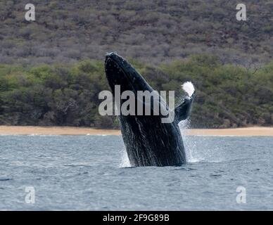 Buckelwal Megapera novaeangilae), Maui, Hawaii, USA Stockfoto