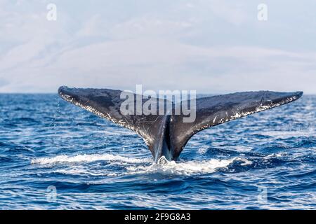 Buckelwal Megapera novaeangilae), Maui, Hawaii, USA Stockfoto