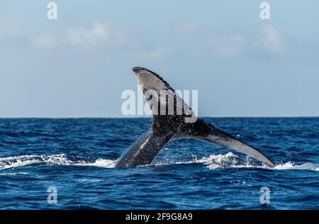 Buckelwal Megapera novaeangilae), Maui, Hawaii, USA Stockfoto