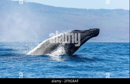 Buckelwal Megapera novaeangilae), Maui, Hawaii, USA Stockfoto