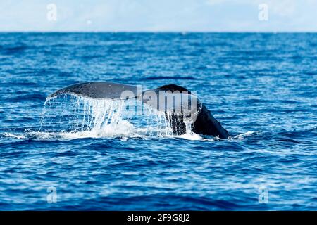 Buckelwal Megapera novaeangilae), Maui, Hawaii, USA Stockfoto