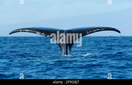 Buckelwal Megapera novaeangilae), Maui, Hawaii, USA Stockfoto