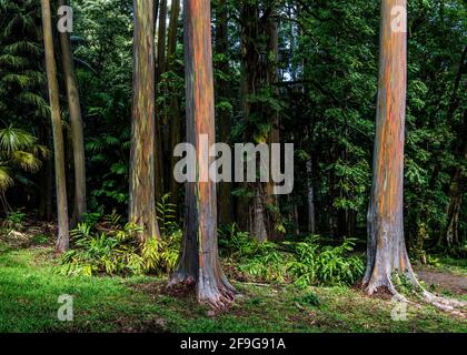 Bezaubernder Regenbogen-Eukalyptus-Hain an der berühmten Straße nach Hana, im Ke'anae Arboretum, Maui Hawaii Stockfoto