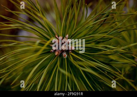 Makroaufnahmen von Pflanzen. Nadelzweige mit jungen Knospen sehen aus wie Blumen. Kiefer Zweig mit Zapfen im Frühjahr. Stockfoto