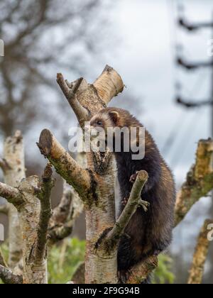 Gefangener Polecat auf einem Ast sitzend Stockfoto