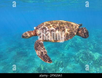 Gefährdete Grüne Meeresschildkröte (Chelonia mydas) Maui, Hawaii Stockfoto