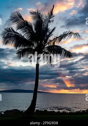 Palmen bei Sonnenuntergang, Wailea Beach, Maui, Hawaii Stockfoto