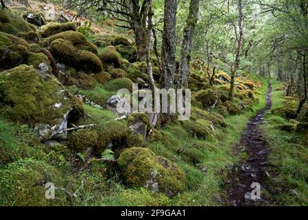 Schottischer Regenwald neben Loch Gynack in der Nähe von Kingussie im Cairngorm National Park, Schottland, Großbritannien. Stockfoto