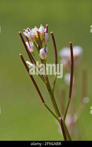 Nahaufnahme von Blumen und Siliquae von Hairy Bittercress Stockfoto