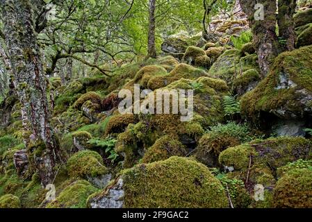 Schottischer Regenwald neben Loch Gynack in der Nähe von Kingussie im Cairngorm National Park, Schottland, Großbritannien. Stockfoto