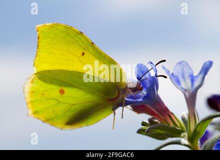 Männlicher gemeiner Brimstone-Schmetterling, der sich von blauen Blüten von Purple ernährt Gromwell Stockfoto