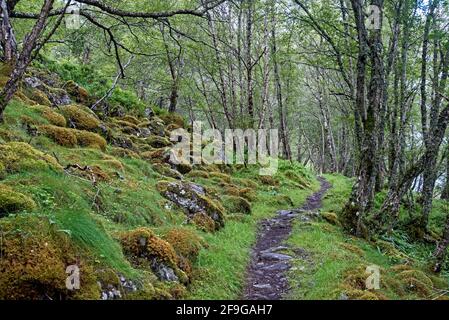 Schottischer Regenwald neben Loch Gynack in der Nähe von Kingussie im Cairngorm National Park, Schottland, Großbritannien. Stockfoto