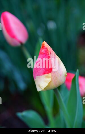 Der zweifarbige Riese Darwin Tulpe blüht im Frühlingsgarten Stockfoto