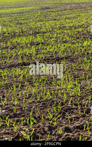 Frühes Wachstum der Getreideernte Cambridgeshire Stockfoto