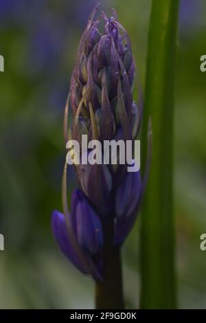 Erste Bluebells, die in Unity Woods, Cornwall, aufkeimend sind Stockfoto