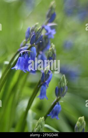 Erste Bluebells, die in Unity Woods, Cornwall, aufkeimend sind Stockfoto