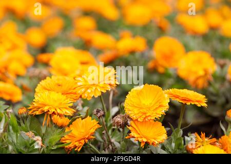 Ringelblume in Blüte. San Francisco, Kalifornien, USA. Stockfoto