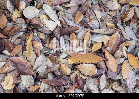 Braune und gelbe Blätter auf dem Boden bedeckt mit Frost von oben, Autumn Copy-Space oder Hintergrund Stockfoto