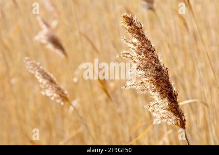 Gewöhnliches Schilf (Phragmites australis), hinten beleuchtet aus der Nähe eines alten Blütenkopfes des Grases, lange zum Samen gegangen. Fotografiert im Frühjahr. Stockfoto