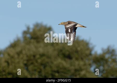 Eurasischen Stein - Curlew (Burhinus oedicnemus) Stockfoto