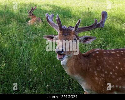 Ein faszinierender Blick auf entzückende Hirsche in einem grünen Feld Stockfoto