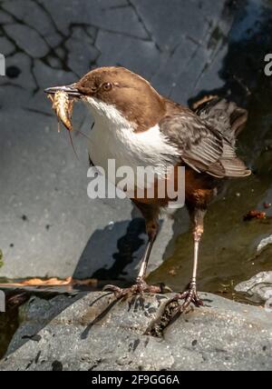 Dipper (Cinclus Cinclus) Stockfoto