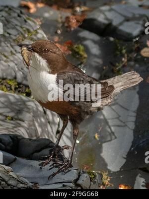 Dipper (Cinclus Cinclus) Stockfoto